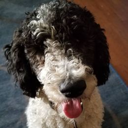 Goldendoodle All Grown Up from Willow Tree Bearded Retrievers