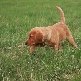 Newfoundland Retrievers breeder of Labrador Retriever