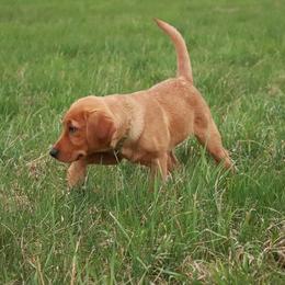 Newfoundland Retrievers breeder of Labrador Retriever