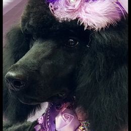 Poodle Puppies from Countryside Standard Poodles