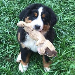  Puppies from Brooks Berner Bears