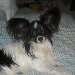 Mikki - Papillon