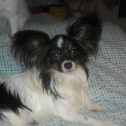 Mikki - Papillon