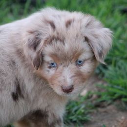 Australian Shepherd Puppies from Eagles Landing Miniature Americans