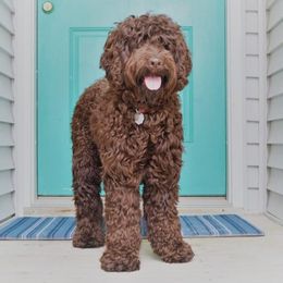 Emmie - Australian Labradoodle