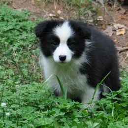 Border Collie Puppies from Flat Rock Border Collies