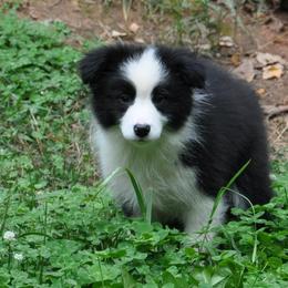 Border Collie Puppies from Flat Rock Border Collies
