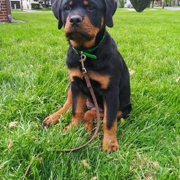 Rottweiler Puppies from Rose Red Rottweilers