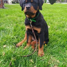 Rottweiler Puppies from Rose Red Rottweilers