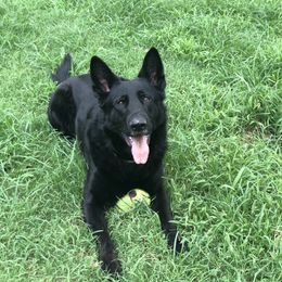 Brisko - German Shepherd
