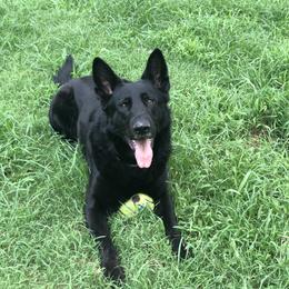 Brisko - German Shepherd