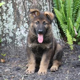 German Shepherd Puppies from Aus der Asche