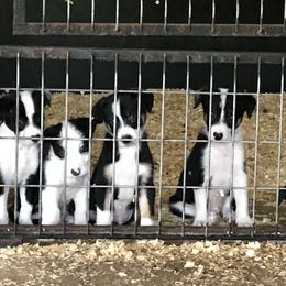Bloodhound and Border Collie Puppies from Whisenhunt Farms Border Collies