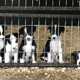 Bloodhound and Border Collie Puppies from Whisenhunt Farms Border Collies