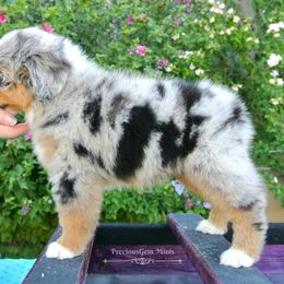 PreciousGem Minis breeder of Miniature American Shepherd