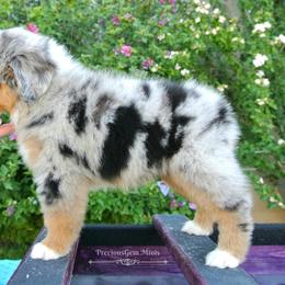 PreciousGem Minis breeder of Miniature American Shepherd