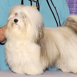 Maplecreek breeder of Havanese, Miniature Schnauzer