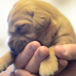 Golden Retriever Puppies from Benjamin Irving Goldens