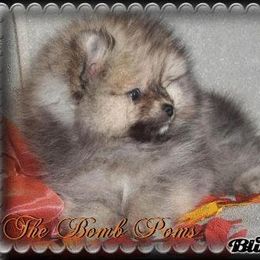 Pomeranian Puppies from The Bomb Poms