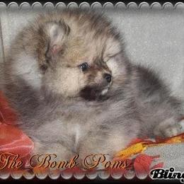 Pomeranian Puppies from The Bomb Poms