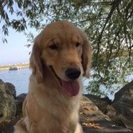 Golden Retriever adult dog