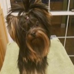 Kukla - Yorkshire Terrier