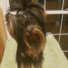 Kukla - Yorkshire Terrier