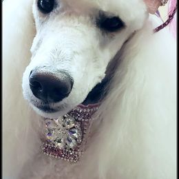 Poodle Puppies from Countryside Standard Poodles