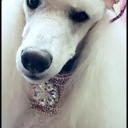 Poodle Puppies from Countryside Standard Poodles