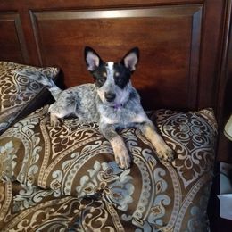 Australian Cattle Dog and Labrador Retriever Puppies from Trinity C Australian Cattle Dogs and Silver Labradors
