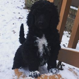Poodle Puppies from Crystal Creek Standard Poodles