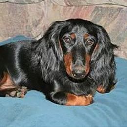 Ranger - Dachshund