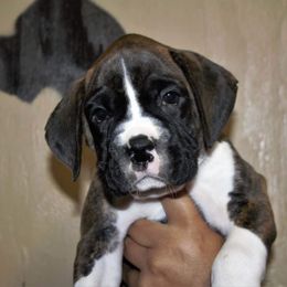 Boxer Puppies from Huntley Boxer Pieces