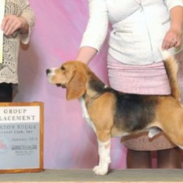 Linus - Beagle