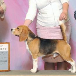 Linus - Beagle