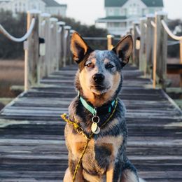 Australian Cattle Dog and Labrador Retriever Puppies from Trinity C Australian Cattle Dogs and Silver Labradors