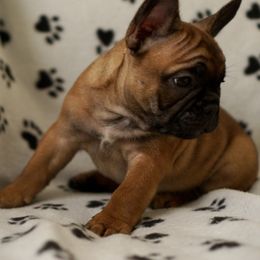 English Bulldog and French Bulldog Puppies from ClayBulldogs