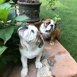 English Bulldog Puppies from OkBullieBabies
