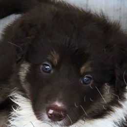 Border Collie Puppies from Burke BC’s