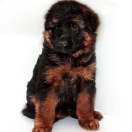 German Shepherd Puppies from Brimka Haus German Shepherds