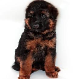 German Shepherd Puppies from Brimka Haus German Shepherds