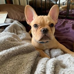 French Bulldog Puppies from Lilac City French Bulldogs