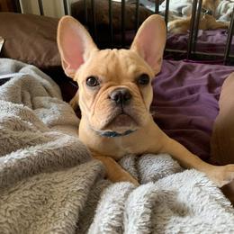 French Bulldog Puppies from Lilac City French Bulldogs