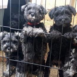 Miniature Schnauzer Puppies from Belle Vista Schnauzers