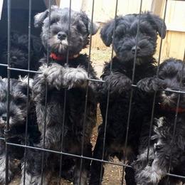 Miniature Schnauzer Puppies from Belle Vista Schnauzers
