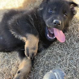 German Shepherd Puppies from Lost Creek German Shepherds LLC