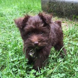Miniature Schnauzer Puppies from Tymeless Farm