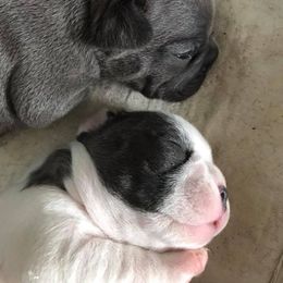 French Bulldog Puppies from PJG Country Life Kennels