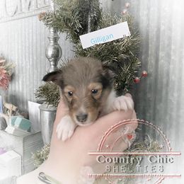 Shetland Sheepdog Puppies from Country Chic Shelties