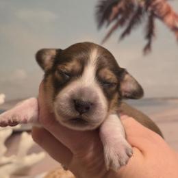 Minnow - Cream female Dachshund puppy in Romney, Indiana from Brown's Valley Dachshunds